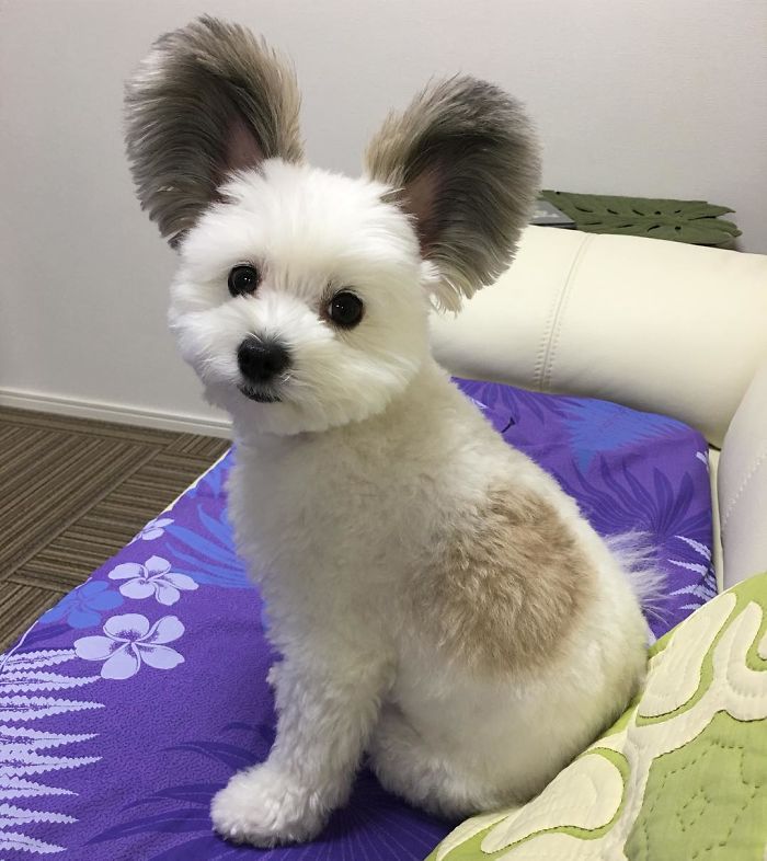 The Internet Is Obsessed With This Puppy With Mickey Mouse Ears, And Her Photos Will Make Your Day The Internet Is Obsessed With This Puppy With Mickey Mouse Ears, And Her Photos Will Make Your Day