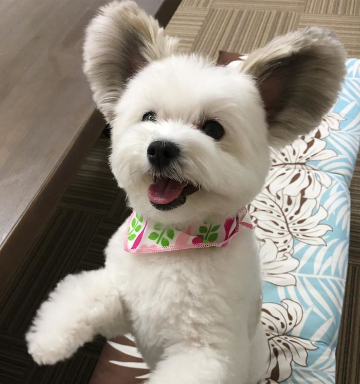 The Internet Is Obsessed With This Puppy With Mickey Mouse Ears, And Her Photos Will Make Your Day The Internet Is Obsessed With This Puppy With Mickey Mouse Ears, And Her Photos Will Make Your Day