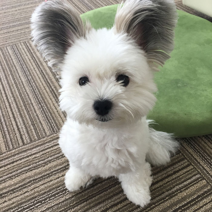 The Internet Is Obsessed With This Puppy With Mickey Mouse Ears, And Her Photos Will Make Your Day The Internet Is Obsessed With This Puppy With Mickey Mouse Ears, And Her Photos Will Make Your Day