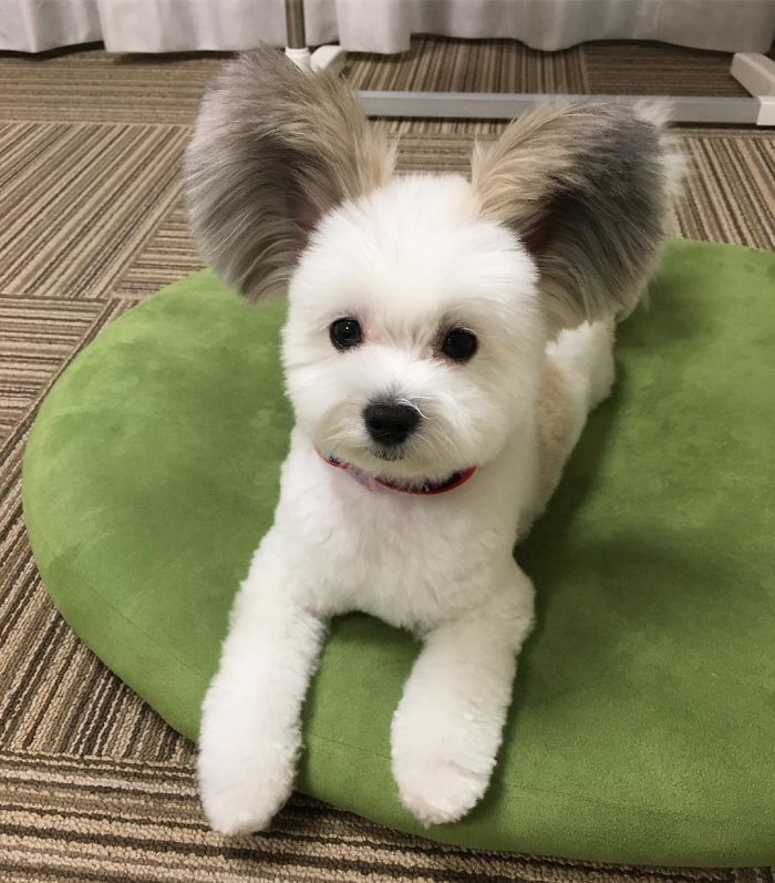 The Internet Is Obsessed With This Puppy With Mickey Mouse Ears, And Her Photos Will Make Your Day The Internet Is Obsessed With This Puppy With Mickey Mouse Ears, And Her Photos Will Make Your Day