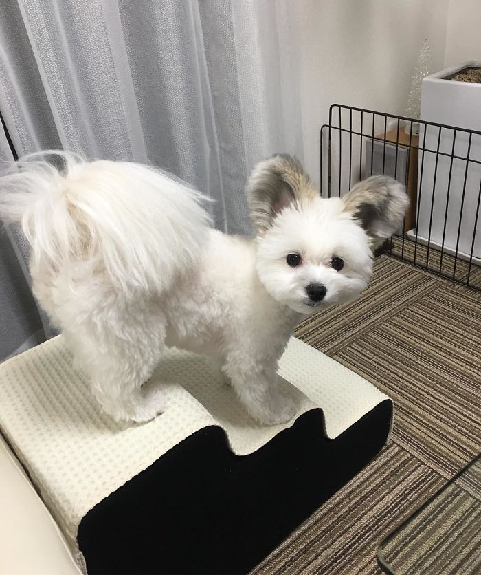 The Internet Is Obsessed With This Puppy With Mickey Mouse Ears, And Her Photos Will Make Your Day The Internet Is Obsessed With This Puppy With Mickey Mouse Ears, And Her Photos Will Make Your Day