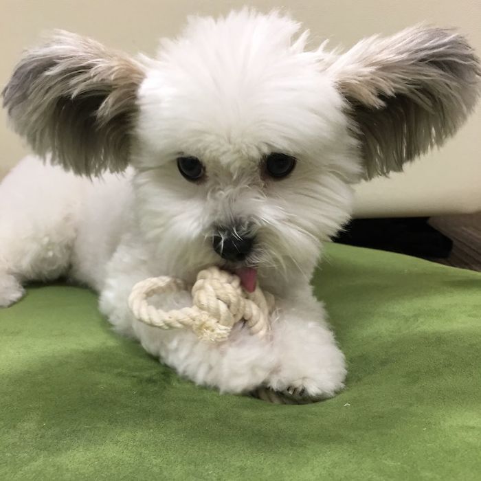 The Internet Is Obsessed With This Puppy With Mickey Mouse Ears, And Her Photos Will Make Your Day The Internet Is Obsessed With This Puppy With Mickey Mouse Ears, And Her Photos Will Make Your Day