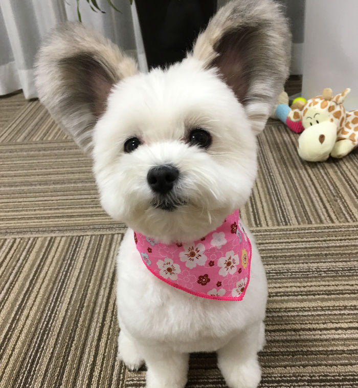 The Internet Is Obsessed With This Puppy With Mickey Mouse Ears, And Her Photos Will Make Your Day The Internet Is Obsessed With This Puppy With Mickey Mouse Ears, And Her Photos Will Make Your Day