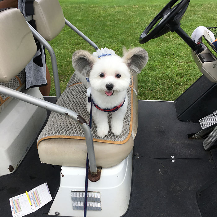 The Internet Is Obsessed With This Puppy With Mickey Mouse Ears, And Her Photos Will Make Your Day The Internet Is Obsessed With This Puppy With Mickey Mouse Ears, And Her Photos Will Make Your Day