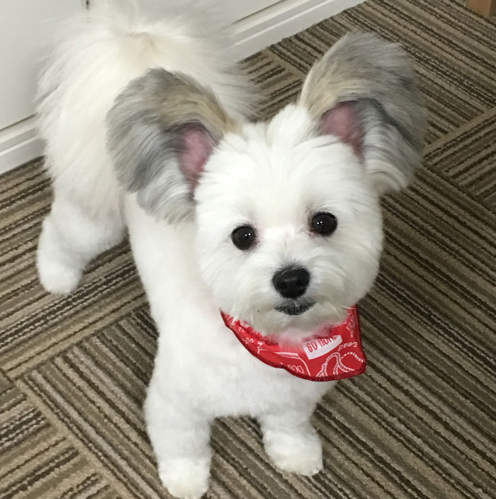 The Internet Is Obsessed With This Puppy With Mickey Mouse Ears, And Her Photos Will Make Your Day The Internet Is Obsessed With This Puppy With Mickey Mouse Ears, And Her Photos Will Make Your Day