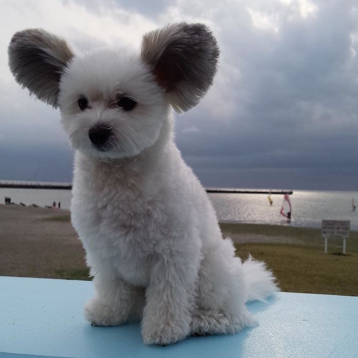 The Internet Is Obsessed With This Puppy With Mickey Mouse Ears, And Her Photos Will Make Your Day The Internet Is Obsessed With This Puppy With Mickey Mouse Ears, And Her Photos Will Make Your Day