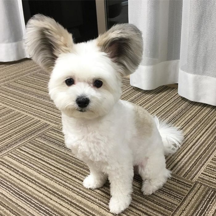 The Internet Is Obsessed With This Puppy With Mickey Mouse Ears, And Her Photos Will Make Your Day The Internet Is Obsessed With This Puppy With Mickey Mouse Ears, And Her Photos Will Make Your Day