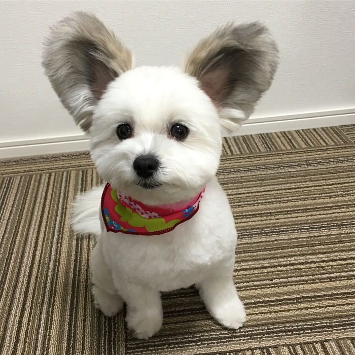 The Internet Is Obsessed With This Puppy With Mickey Mouse Ears, And Her Photos Will Make Your Day The Internet Is Obsessed With This Puppy With Mickey Mouse Ears, And Her Photos Will Make Your Day