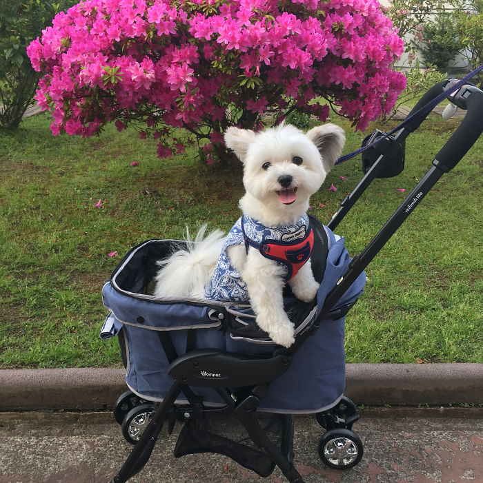 The Internet Is Obsessed With This Puppy With Mickey Mouse Ears, And Her Photos Will Make Your Day The Internet Is Obsessed With This Puppy With Mickey Mouse Ears, And Her Photos Will Make Your Day
