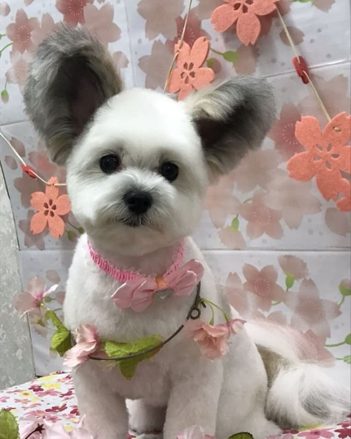 The Internet Is Obsessed With This Puppy With Mickey Mouse Ears, And Her Photos Will Make Your Day The Internet Is Obsessed With This Puppy With Mickey Mouse Ears, And Her Photos Will Make Your Day
