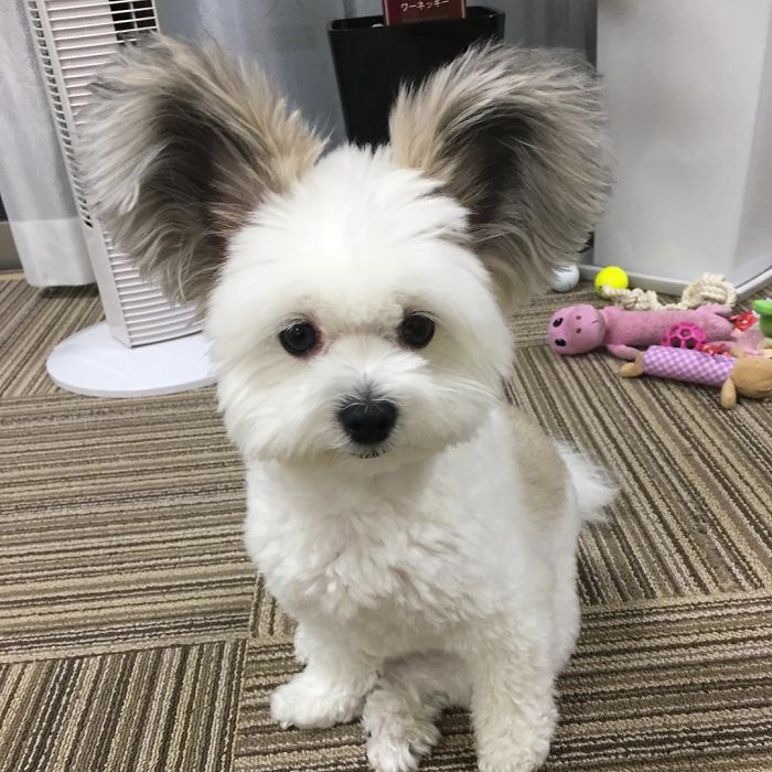 The Internet Is Obsessed With This Puppy With Mickey Mouse Ears, And Her Photos Will Make Your Day The Internet Is Obsessed With This Puppy With Mickey Mouse Ears, And Her Photos Will Make Your Day