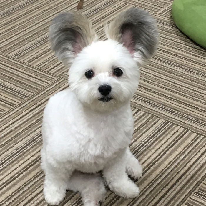 The Internet Is Obsessed With This Puppy With Mickey Mouse Ears, And Her Photos Will Make Your Day The Internet Is Obsessed With This Puppy With Mickey Mouse Ears, And Her Photos Will Make Your Day