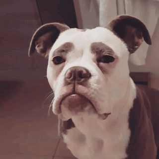 Meet The Saddest Dog On The Internet
