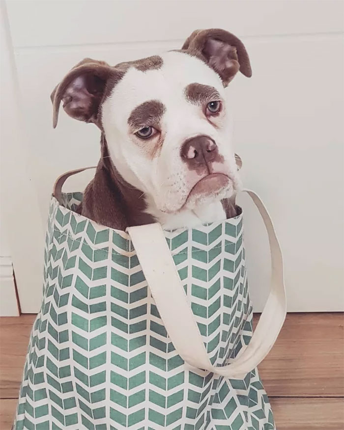 Meet The Saddest Dog On The Internet