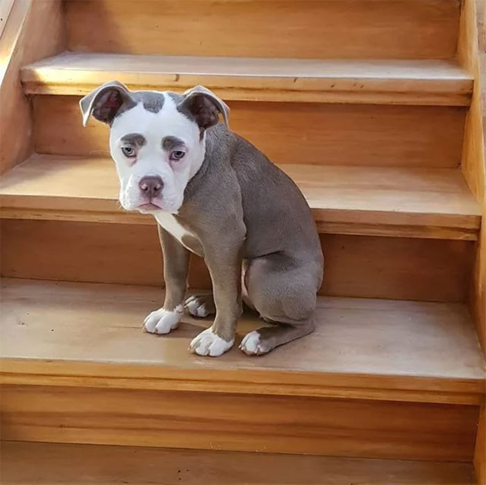 Meet The Saddest Dog On The Internet