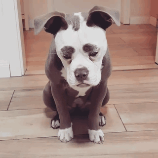 Meet The Saddest Dog On The Internet