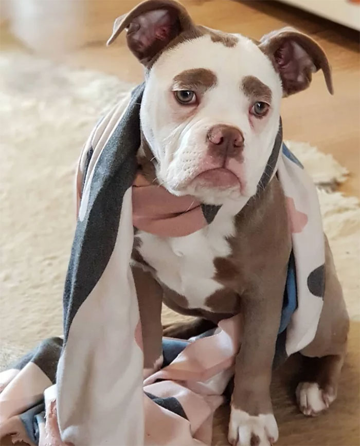 Meet The Saddest Dog On The Internet