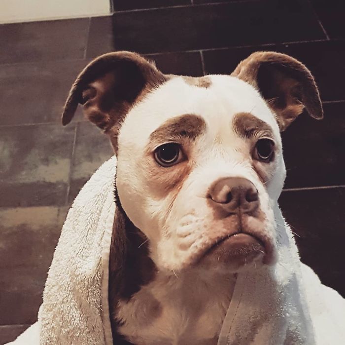 Meet The Saddest Dog On The Internet