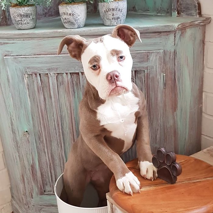 Meet The Saddest Dog On The Internet