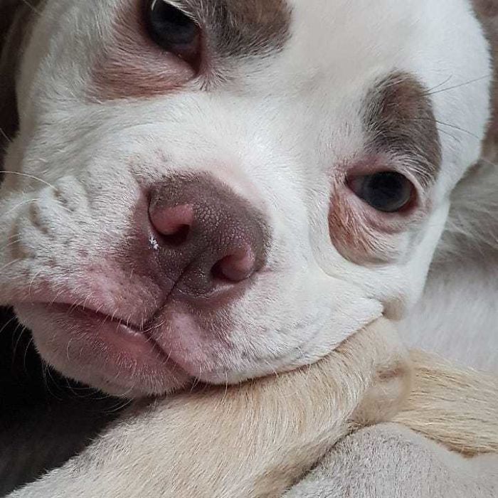 Meet The Saddest Dog On The Internet