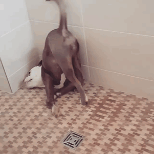 Meet The Saddest Dog On The Internet