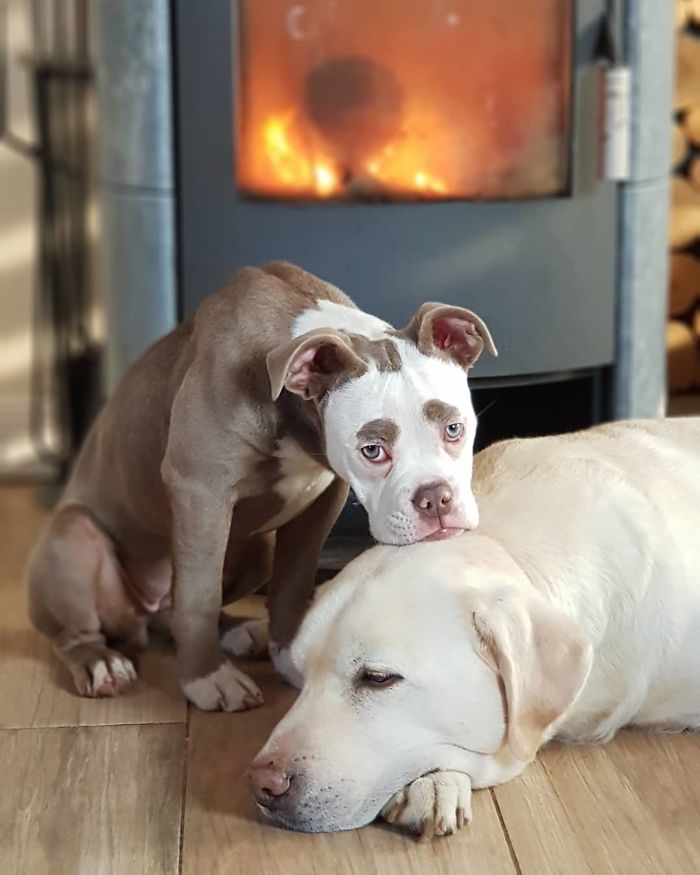 Meet The Saddest Dog On The Internet