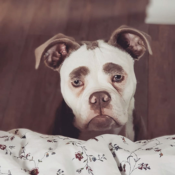 Meet The Saddest Dog On The Internet