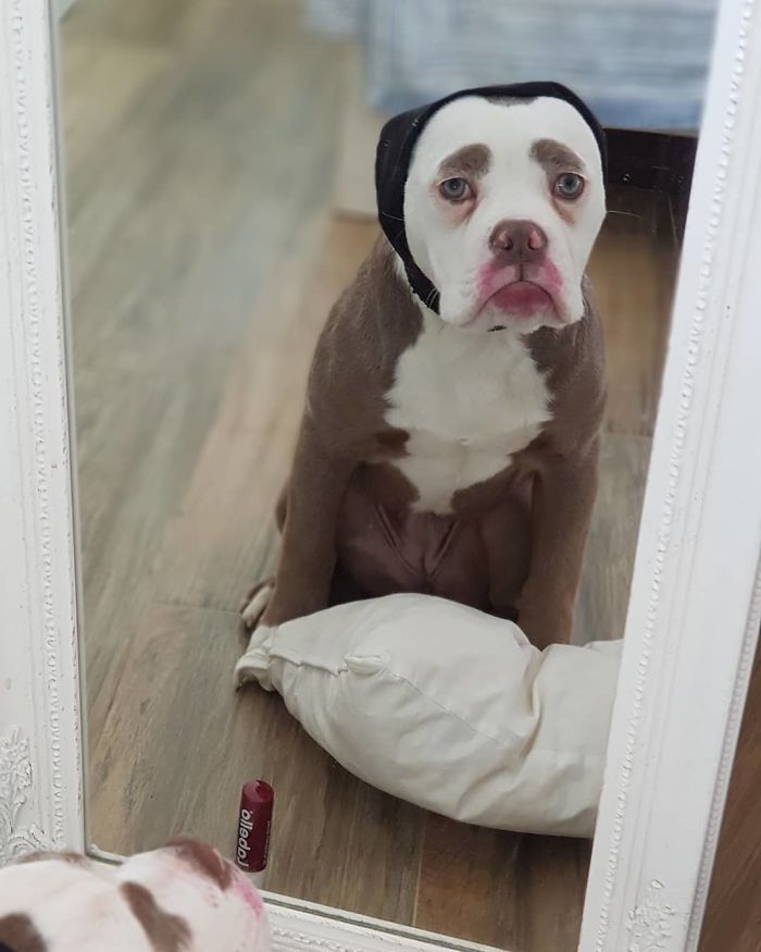 Meet The Saddest Dog On The Internet