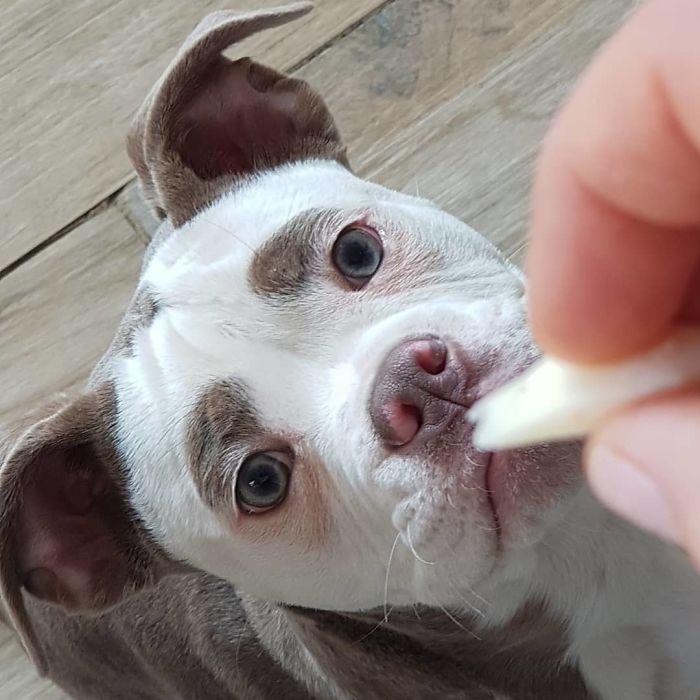 Meet The Saddest Dog On The Internet