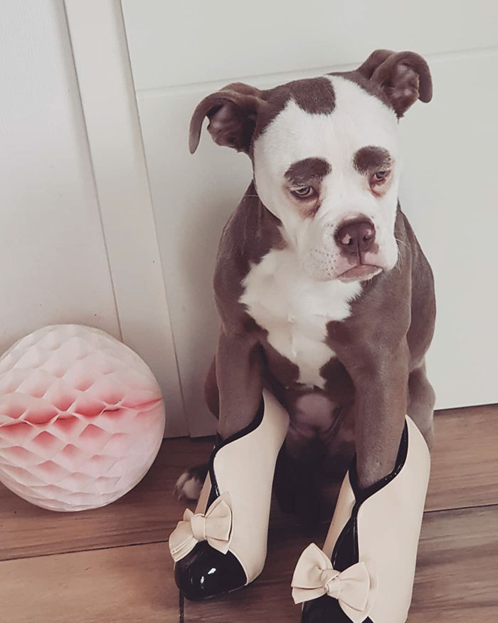 Meet The Saddest Dog On The Internet