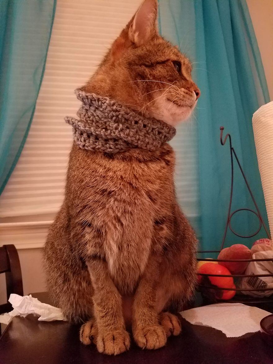 Meet Pip, The 9-Year Old Tabby Cat Meet Pip, The 9-Year Old Tabby Cat