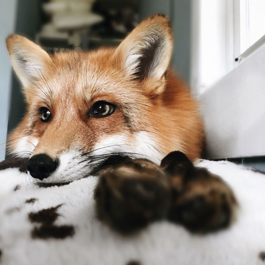 Here’s What It’s Like To Live With Juniper The World’s Happiest Fox Here’s What It’s Like To Live With Juniper The World’s Happiest Fox