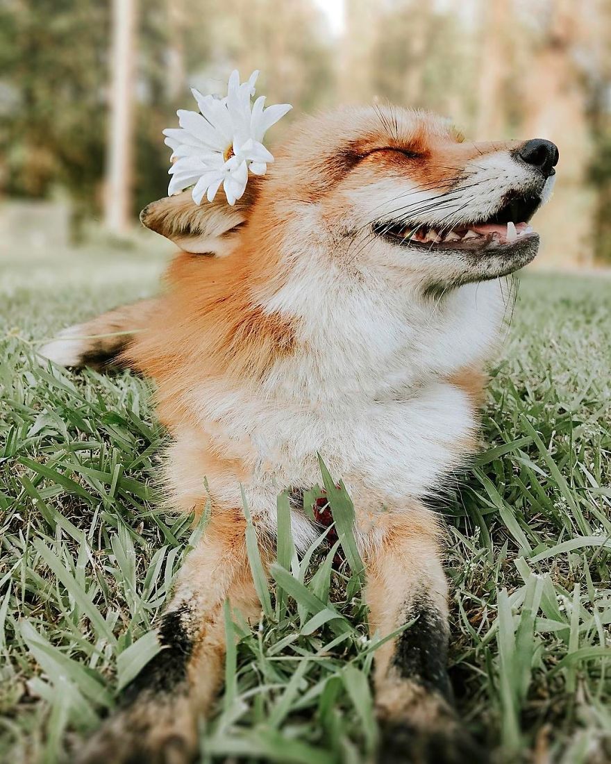 Here’s What It’s Like To Live With Juniper The World’s Happiest Fox Here’s What It’s Like To Live With Juniper The World’s Happiest Fox