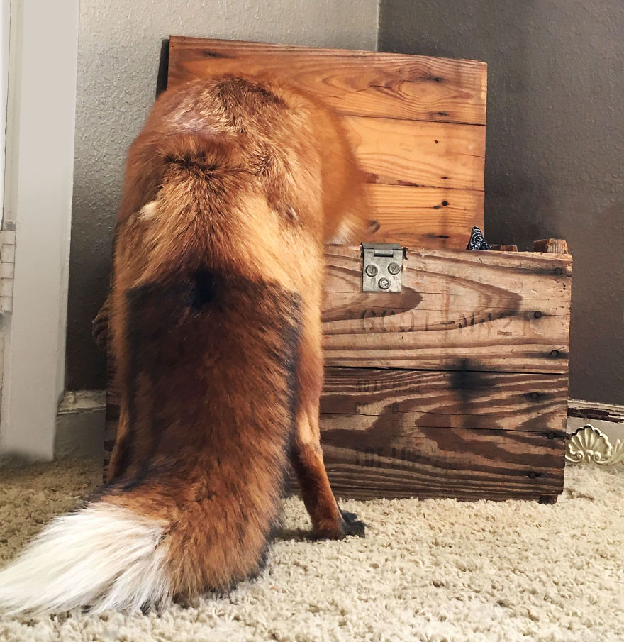 Here’s What It’s Like To Live With Juniper The World’s Happiest Fox Here’s What It’s Like To Live With Juniper The World’s Happiest Fox