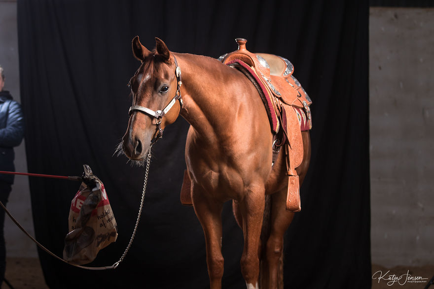 Behind The Scenes Of Photographing Horses In A Studio Will Put A Smile On Your Face