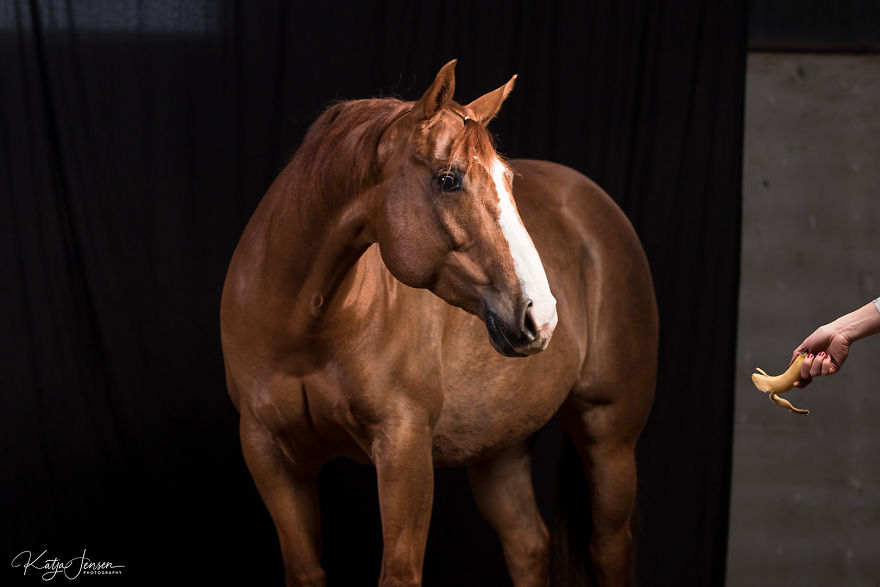 Behind The Scenes Of Photographing Horses In A Studio Will Put A Smile On Your Face