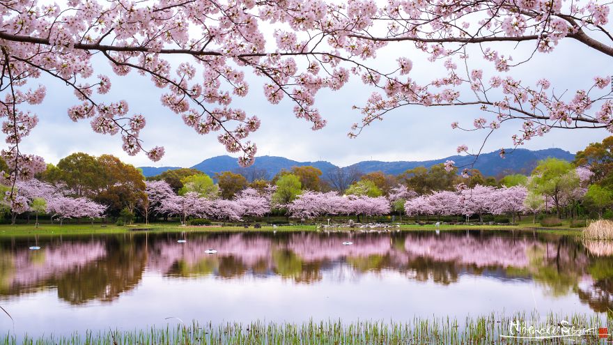 Beauty Of Blooming Sakuras Captured In Gorgeous Pictures Beauty Of Blooming Sakuras Captured In Gorgeous Pictures