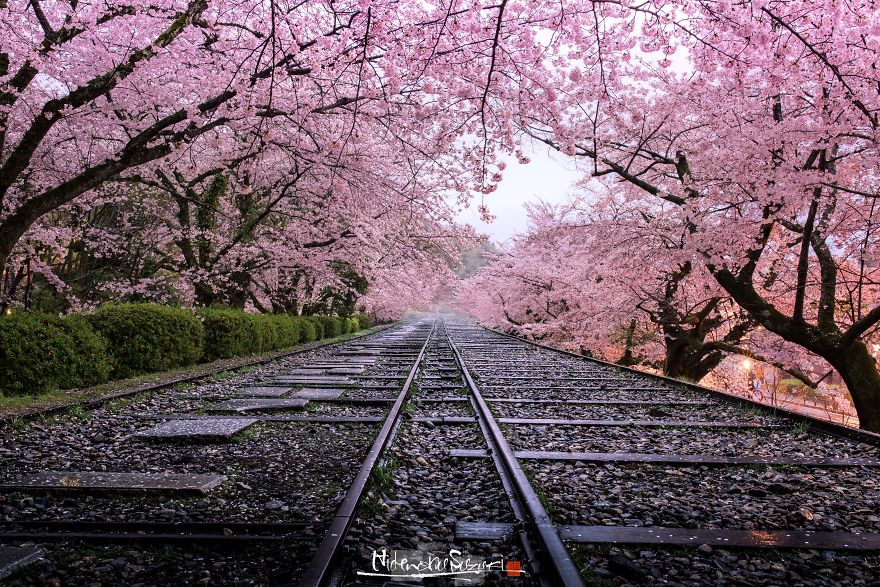 Beauty Of Blooming Sakuras Captured In Gorgeous Pictures Beauty Of Blooming Sakuras Captured In Gorgeous Pictures