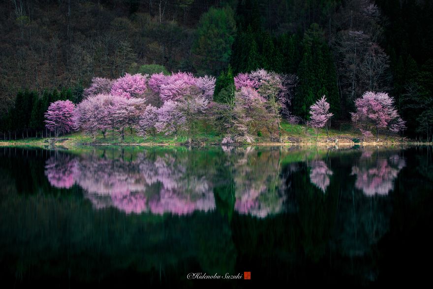 Beauty Of Blooming Sakuras Captured In Gorgeous Pictures Beauty Of Blooming Sakuras Captured In Gorgeous Pictures