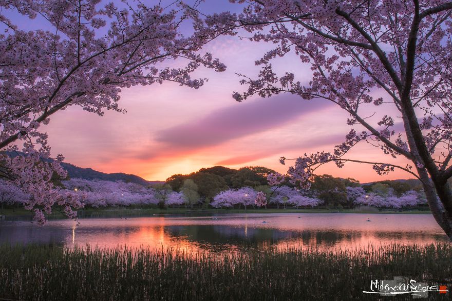 Beauty Of Blooming Sakuras Captured In Gorgeous Pictures Beauty Of Blooming Sakuras Captured In Gorgeous Pictures