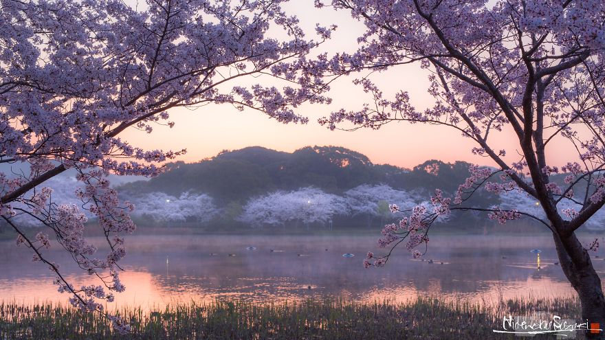 Beauty Of Blooming Sakuras Captured In Gorgeous Pictures Beauty Of Blooming Sakuras Captured In Gorgeous Pictures