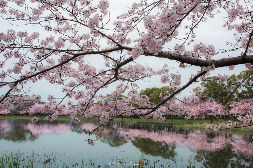 Beauty Of Blooming Sakuras Captured In Gorgeous Pictures Beauty Of Blooming Sakuras Captured In Gorgeous Pictures