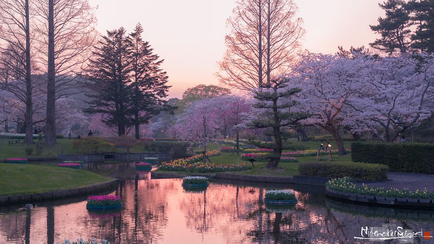 Beauty Of Blooming Sakuras Captured In Gorgeous Pictures Beauty Of Blooming Sakuras Captured In Gorgeous Pictures