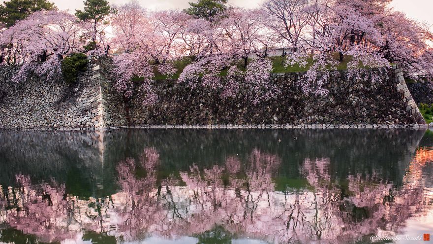 Beauty Of Blooming Sakuras Captured In Gorgeous Pictures Beauty Of Blooming Sakuras Captured In Gorgeous Pictures
