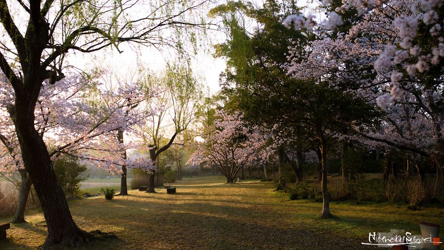 Beauty Of Blooming Sakuras Captured In Gorgeous Pictures Beauty Of Blooming Sakuras Captured In Gorgeous Pictures