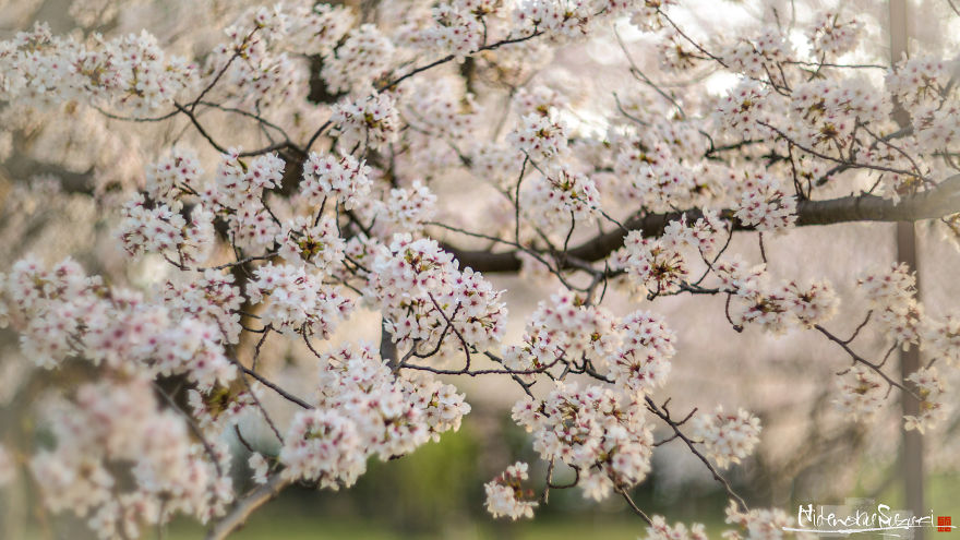 Beauty Of Blooming Sakuras Captured In Gorgeous Pictures Beauty Of Blooming Sakuras Captured In Gorgeous Pictures