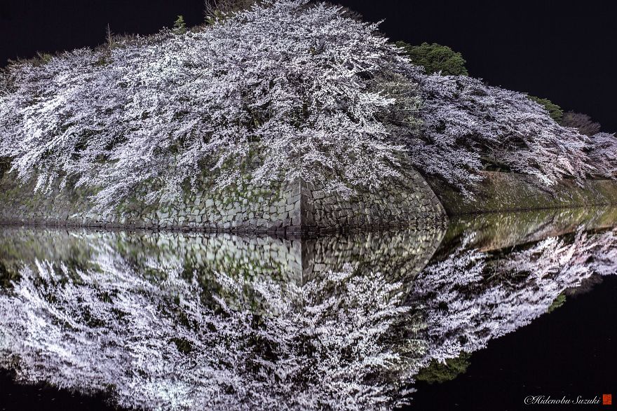 Beauty Of Blooming Sakuras Captured In Gorgeous Pictures Beauty Of Blooming Sakuras Captured In Gorgeous Pictures