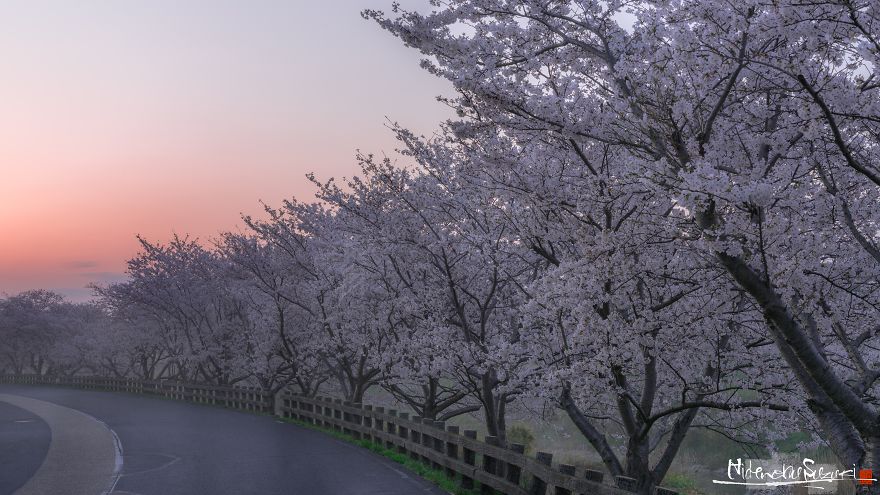Beauty Of Blooming Sakuras Captured In Gorgeous Pictures Beauty Of Blooming Sakuras Captured In Gorgeous Pictures