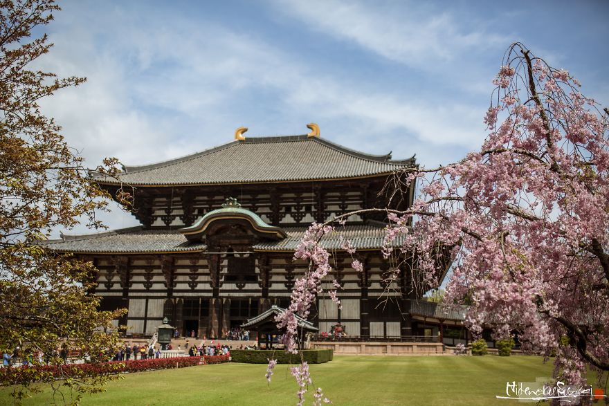 Beauty Of Blooming Sakuras Captured In Gorgeous Pictures Beauty Of Blooming Sakuras Captured In Gorgeous Pictures