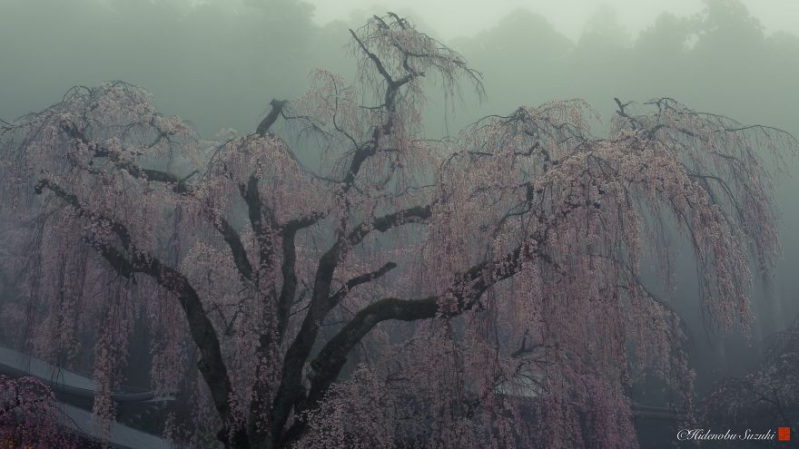 Beauty Of Blooming Sakuras Captured In Gorgeous Pictures Beauty Of Blooming Sakuras Captured In Gorgeous Pictures